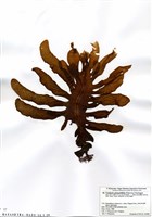 藏品(裙帶菜)的圖片